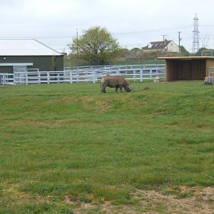 1/5/2017 Black Rhino