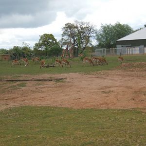 1/5/2017 View of into Africa exhibit