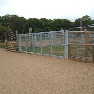 1/5/2017 Giraffe crossing