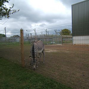 1/5/2017 Grevys Zebra