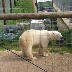 1/5/2017 Polar Bear