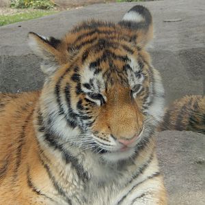 5/17/2017 - Tiger Cub