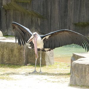5/17/2017 - Marabou Stork