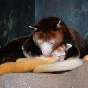 5/17/2017 - Matschie's Tree Kangaroo and Joey