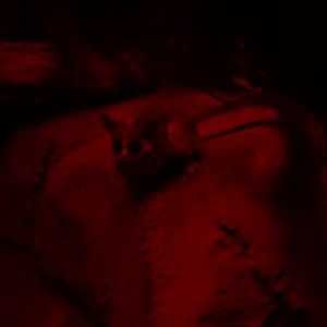 5/17/2017 - Bushbaby