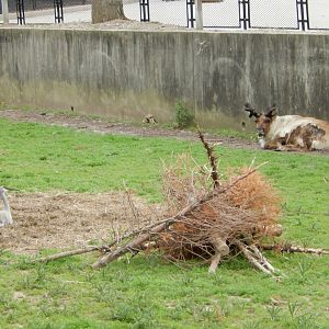 5/17/2017 - Sandhill Crane and Caribou