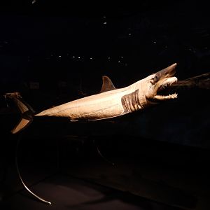 5/17/2017 - Body Worlds: Animal Inside Out - Mako Shark