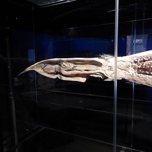 5/17/2017 - Body Worlds: Animal Inside Out - Inside a Squid