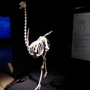 5/17/2017 - Body Worlds: Animal Inside Out - Ostrich Skeleton