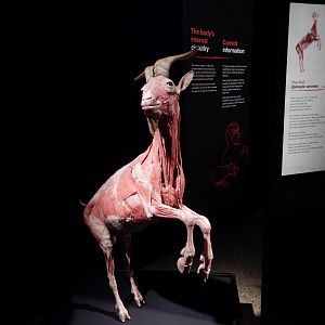 5/17/2017 - Body Worlds: Animal Inside Out - Goat Muscle Reconstruction