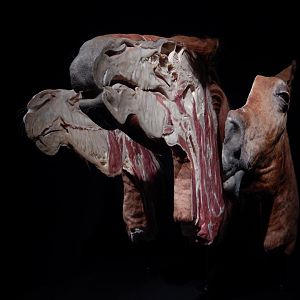 5/17/2017 - Body Worlds: Animal Inside Out - Inside a Horse