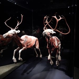5/17/2017 - Body Worlds: Animal Inside Out - Caribou Muscle Reconstruction