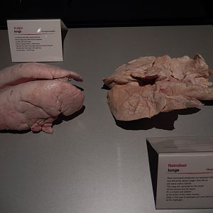5/17/2017 - Body Worlds: Animal Inside Out - Lungs