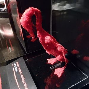 5/17/2017 - Body Worlds: Animal Inside Out - Duck Blood Vessel Configuration