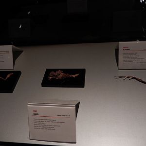 5/17/2017 - Body Worlds: Animal Inside Out - Various Parts