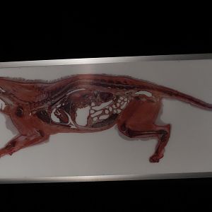 5/17/2017 - Body Worlds: Animal Inside Out - Inside a Lion