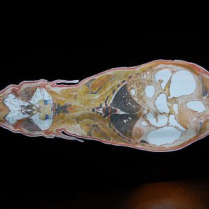 5/17/2017 - Body Worlds: Animal Inside Out - Inside an Asian Elephant