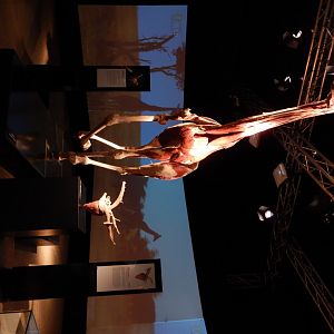 5/17/2017 - Body Worlds: Animal Inside Out - Giraffe Muscle Reconstruction