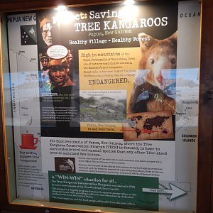 5/17/2017 - Tree Kangaroo Conservation