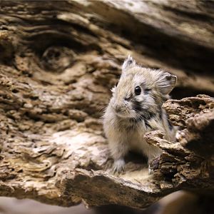 Daurian pika (Ochotona dauurica)