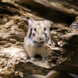 Daurian pika (Ochotona dauurica)