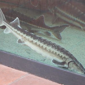 Russian sturgeons