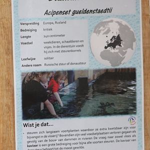 Sign Russian sturgeon