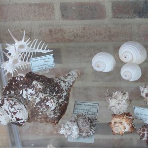 Shell-collection in the Restaurant