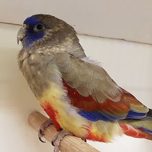 Red-vented blue-bonnet