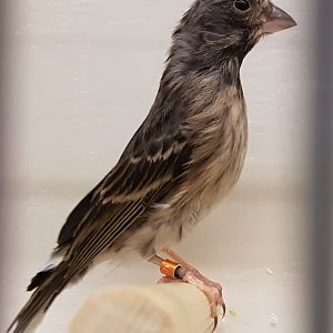 Black-throated yellow-rumped canary