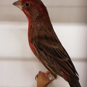Mexican housefinch