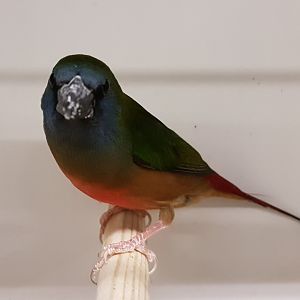 Pin-tailed parrotfinch