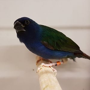 Tricolored parrotfinch