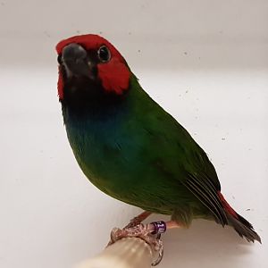 Red-headed parrotfinch