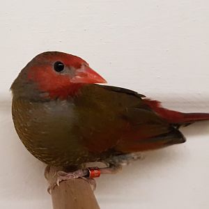 Orange-winged pytilia