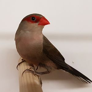 Common waxbill