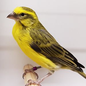 20170115_134227 Yellow Canary
