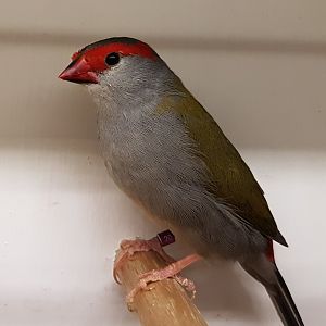 20170115_134306 Red-browed Finch
