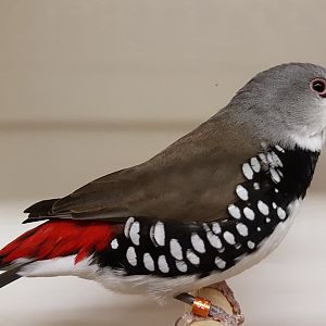 20170115_134404 Diamond Firetail