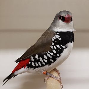 Diamond firetail