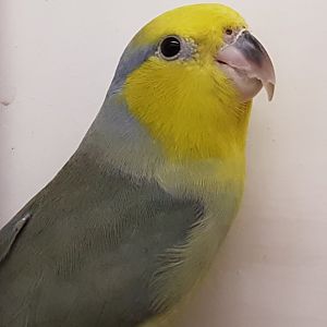 Yellow-masked forpus