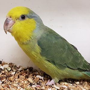 Yellow-masked forpus