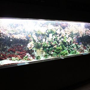 Saltwater-aquarium