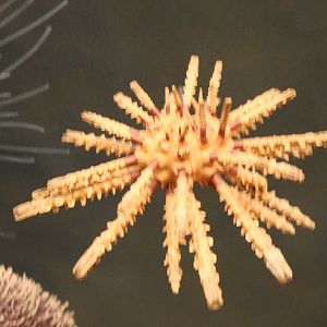 Sea-urchin species