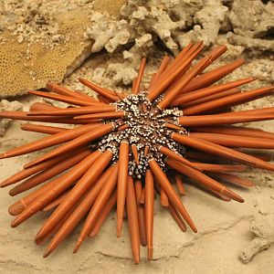 Sea-urchin species