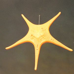 Starfish-species