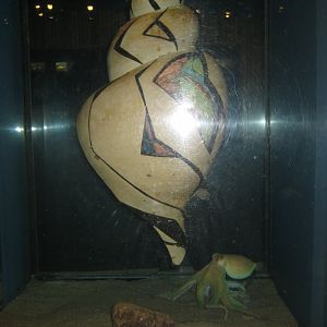 Fiskeri- og Søfartsmuseet - Art tank - Octopus