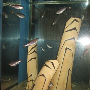 Fiskeri- og Søfartsmuseet - Art tank - Whitling