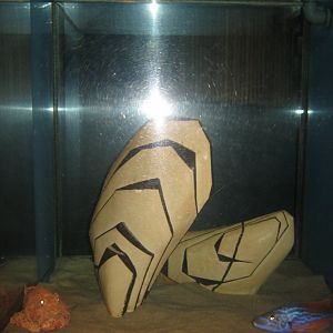 Fiskeri- og Søfartsmuseet - Art tank - Scorpionfish