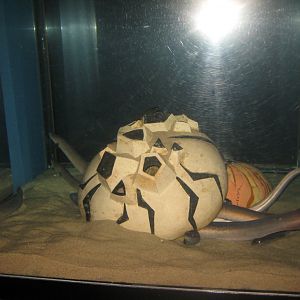 Fiskeri- og Søfartsmuseet - Art tank - Eel